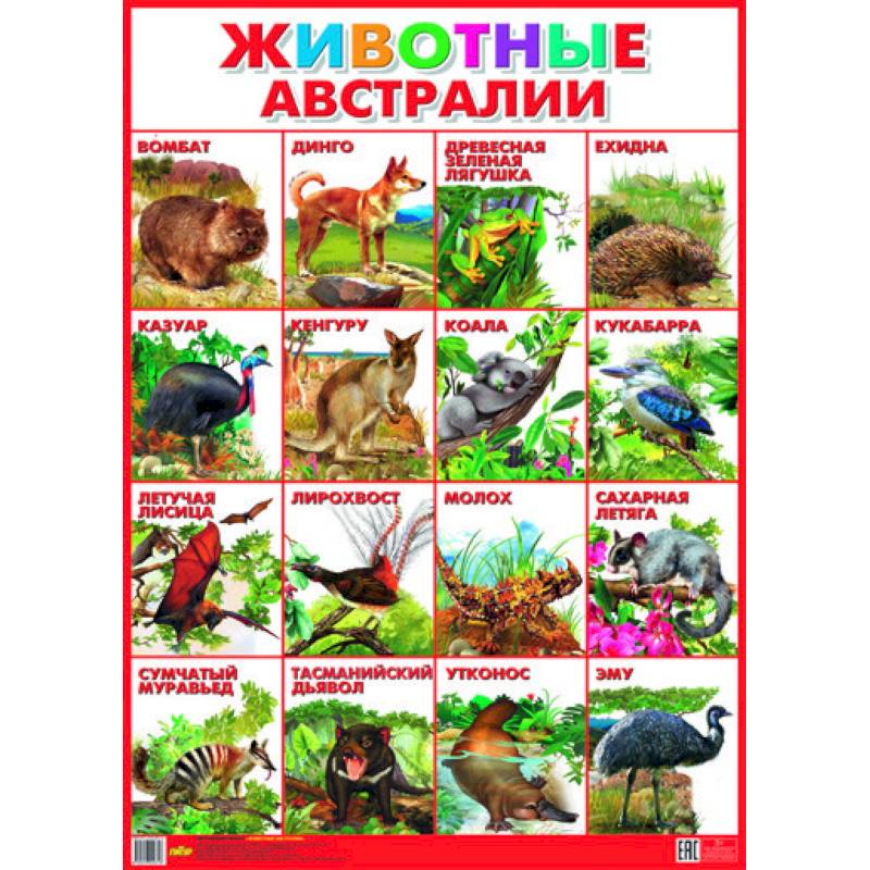 Плакат. Животные Австралии (550х770)