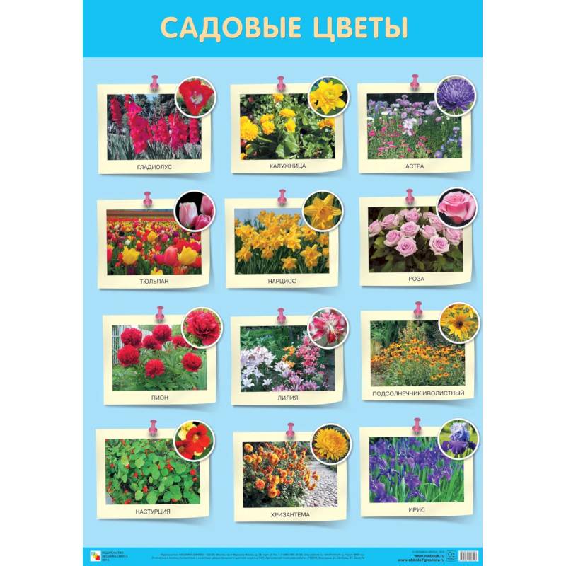 Садовые цветы