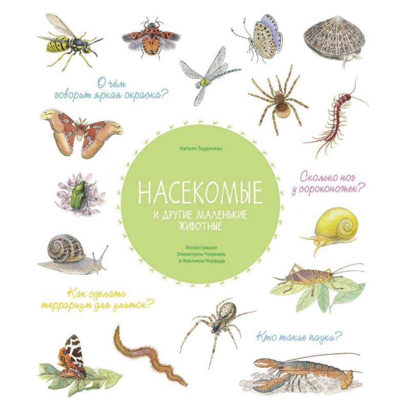 Насекомые и другие маленькие животные
