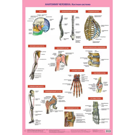 Анатомия и физиология человека, книга Анатомия человека. Костная система (в тубусе) купить по скидке